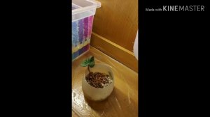 Весенний обзор моих цикламенов. Мои цикламены из мусорки- как они поживают?