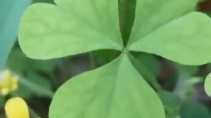 Ho`oponopono. Хоопонопоно.