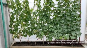 ? Никогда не допускай эти ошибки! Почему осенью вскрываются в глазках почки винограда? Период покоя