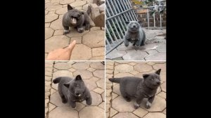 Во Вьетнаме живет щенок, которого считают гибридом собаки и кошки