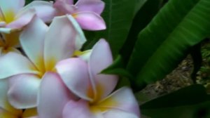 Rare Plumeria Flowers Videos by Stephanie in her Garden now blooming series13 in July 2009