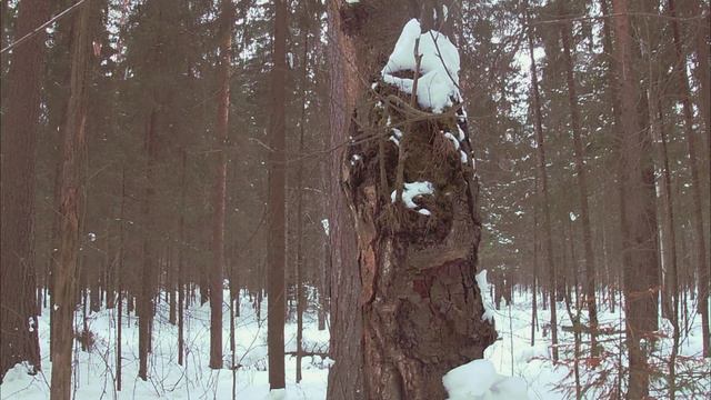 Будьте осторожны в лесу...