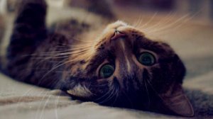 Правда ли, что кошки чувствуют, что скоро умрут