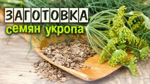 Заготовка семян укропа: для посадки, для лечения или в качестве приправы.