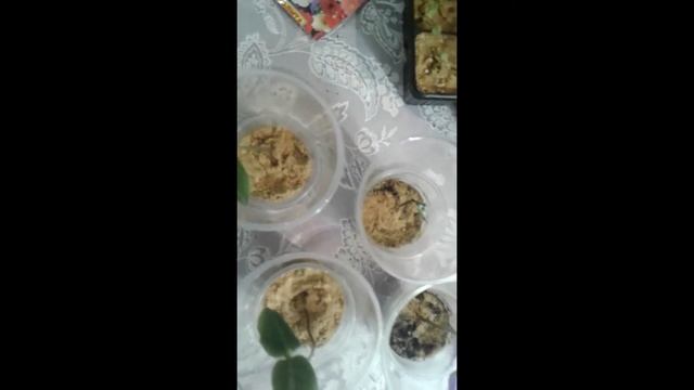 Кобея лазающая КАЛАНДО на 14.03.2020. Пересадила в емкости 3,5 л. смотреть онлайн