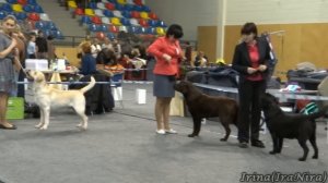 Daugavpils, CAC,18.01.2015, best male ring (labrador retriever)