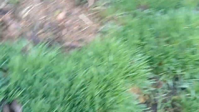 Полив грядок Байкал- ЭМ1, летняя картошка, зеленая подкормка, пол в подвале будущего дома. смотреть онлайн