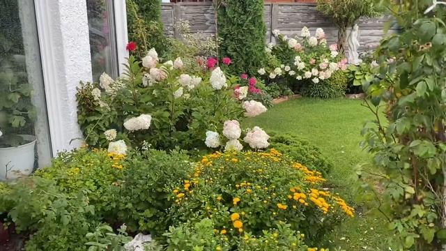 Гортензии в саду , новый сорт в моем саду ❤️ смотреть онлайн