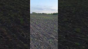 Поздний посев подсолнечника что с ним ?