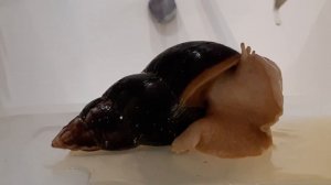 Что делать если улитка плохо себя чувствует.