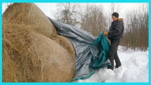 Еле откопал остатки сена, ждем отел и весенние будни хозяйства в деревне!