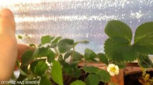 КЛУБНИКА ? В ТРУБАХ В ТЕПЛИЦЕ ЗИМОЙ.