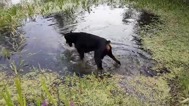 Учусь плавать смотреть онлайн