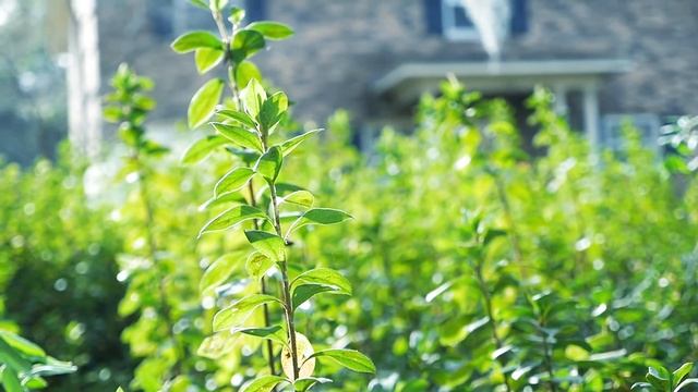 Panasonic GH4 - Cinematic / Slow Motion Footage (96 fps) смотреть онлайн