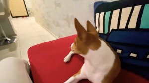 Команда барьер и апорт в игре | щенок басенджи Смарт | Aport and barrier in the game Basenji Smart