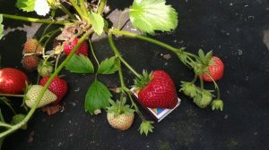 Клубника Моллинг Столетие (М-100)