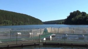 Урал  Михайловск  Необычная плотина и речная форель
