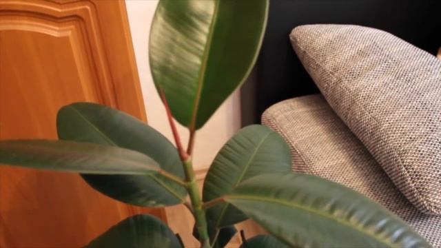 4 САМЫХ ПОЛЕЗНЫХ КОМНАТНЫХ РАСТЕНИЯ. РАСТЕНИЯ ДЛЯ СПАЛЬНИ #best_plants #chlorophitum #oldenburgru#3 смотреть онлайн