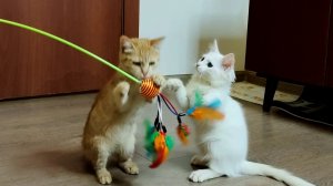 Мама с новой игрушкой играет с котятами Мией и Лизой. часть 1.