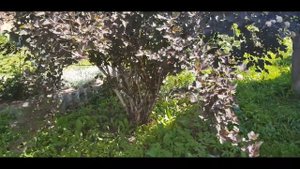 МОИ ПУЗЫРЕПЛОДНИКИ (Physocarpus). Ред Барон (Red Baron) Диабло (Diabolo) Леди ин Ред (Lady in Red).