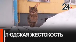 Под Набережными Челнами обнаружили мертвых собак