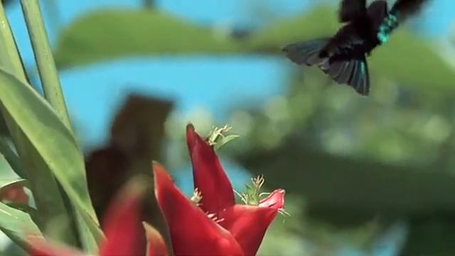 The video player for web, joomla, wordpress, wix смотреть онлайн