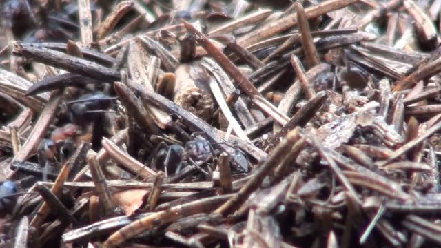 муравейник смотреть онлайн