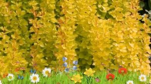 Барбарис тунберга Мария ? Обзор: посадка и уход. саженцы барбариса Мария: описание и особенности
