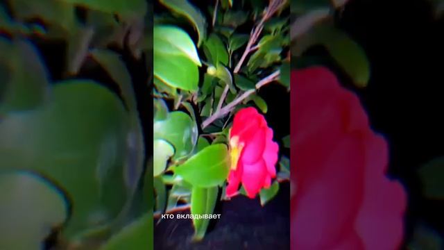 ДЕПРИВАЦИЯ СНА | Кто видит сон | Выход из тела | #ФАЗА