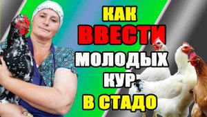 Как ввести молодых кур в стадо. Как обновить петухов.