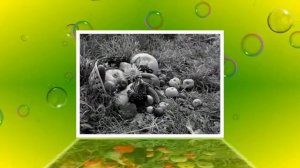 "Щедрая осень"