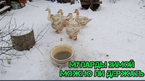 МУЛАРДЫ ЗИМОЙ МОЖНО ЛИ ДЕРЖАТЬ