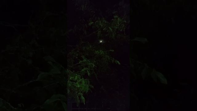 Волшебная ночь,загадай желание,пусть не большое... ??? смотреть онлайн