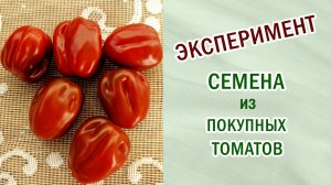 Томат неизвестный. Эксперимент .Привлекаем детей к выращиванию овощей. #помидоры