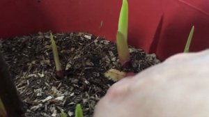 Гладиолусы в вёдрах растут