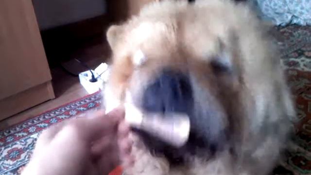 Чау чау очень смешно ест мороженое (Chow chow eating ice cream) lustig Eis essen смотреть онлайн