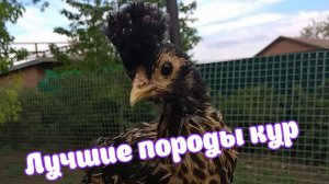Лучшие породы кур. Павловские декоративные.