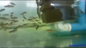 Боция мраморная Botia lohachata/almorhae перед продажей