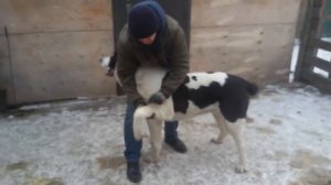 Бугай Алабай. Эмоции собак ожидающих лакомство.