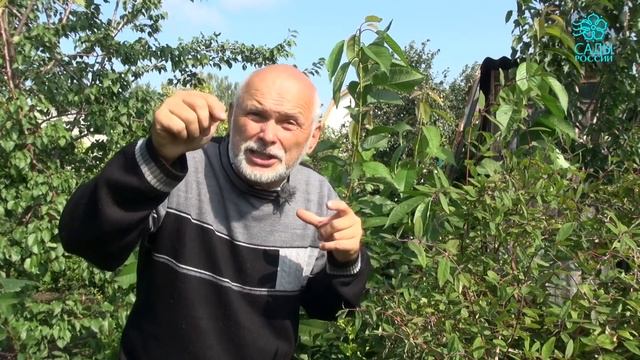 Канадская жимолость Бореал Близзард