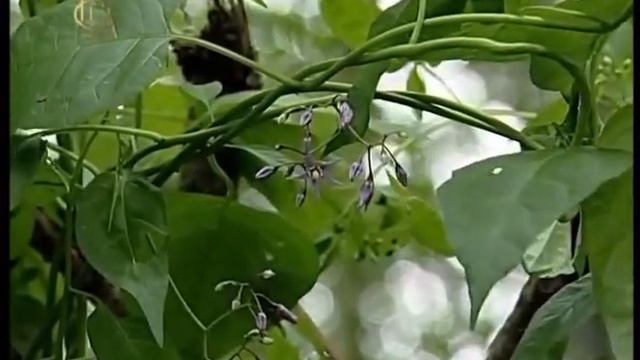 Семейство Паслёновых