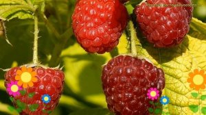 Малина карликовая Груви. Краткий обзор, описание характеристик rubus idaeus Groovy