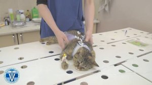 Как завязать попону кошке