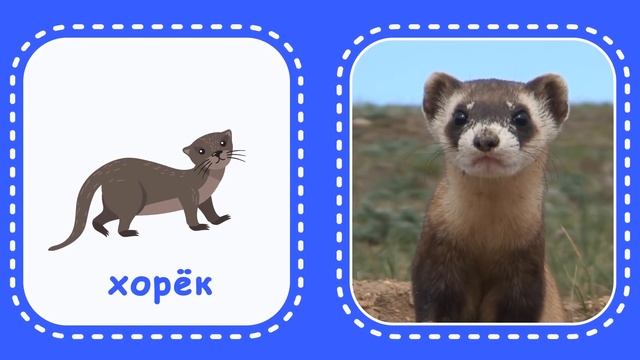 Лесные животные. Логопедические карточки для малышей. Учим животных с KidsTime.TV