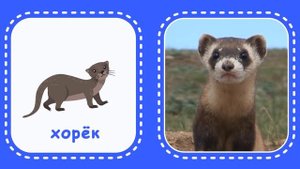 Лесные животные. Логопедические карточки для малышей. Учим животных с KidsTime.TV