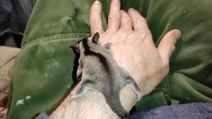 Приручаю малыша сахарного поссума