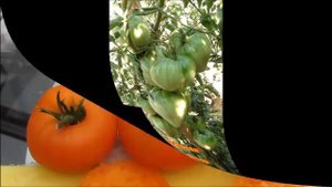 Томат вкусный и урожайный .Сорт Оранжевая ягода