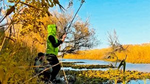 ОСЕННИЙ КАРАСЬ НА ПОПЛАВОК. Ловля крупного карася на поплавочную удочку. Рыбалка в Астрахани.