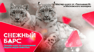 Снежный барс. Онлайн-курс по сохранению редких видов животных