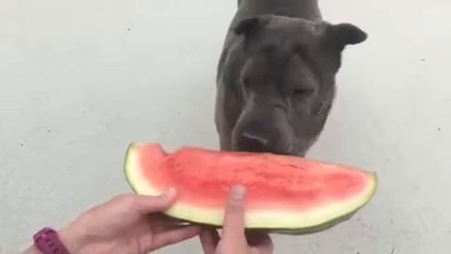 Dog eating watermelon смотреть онлайн